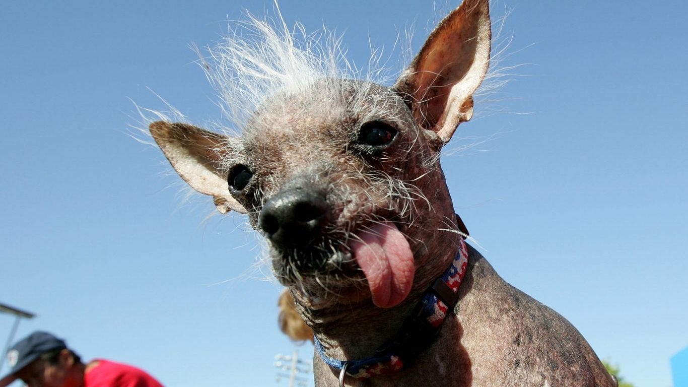 ugliest dog in the world